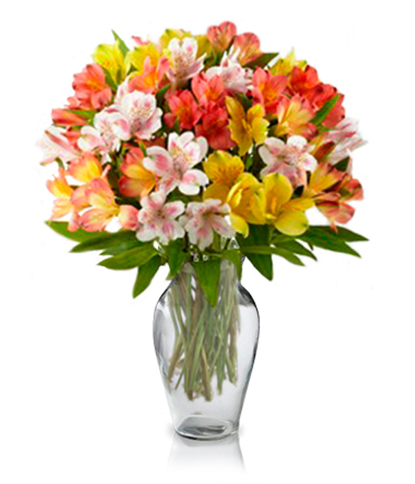 100 flores de alstroemeria