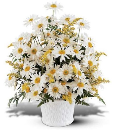 Viaje de las palomas