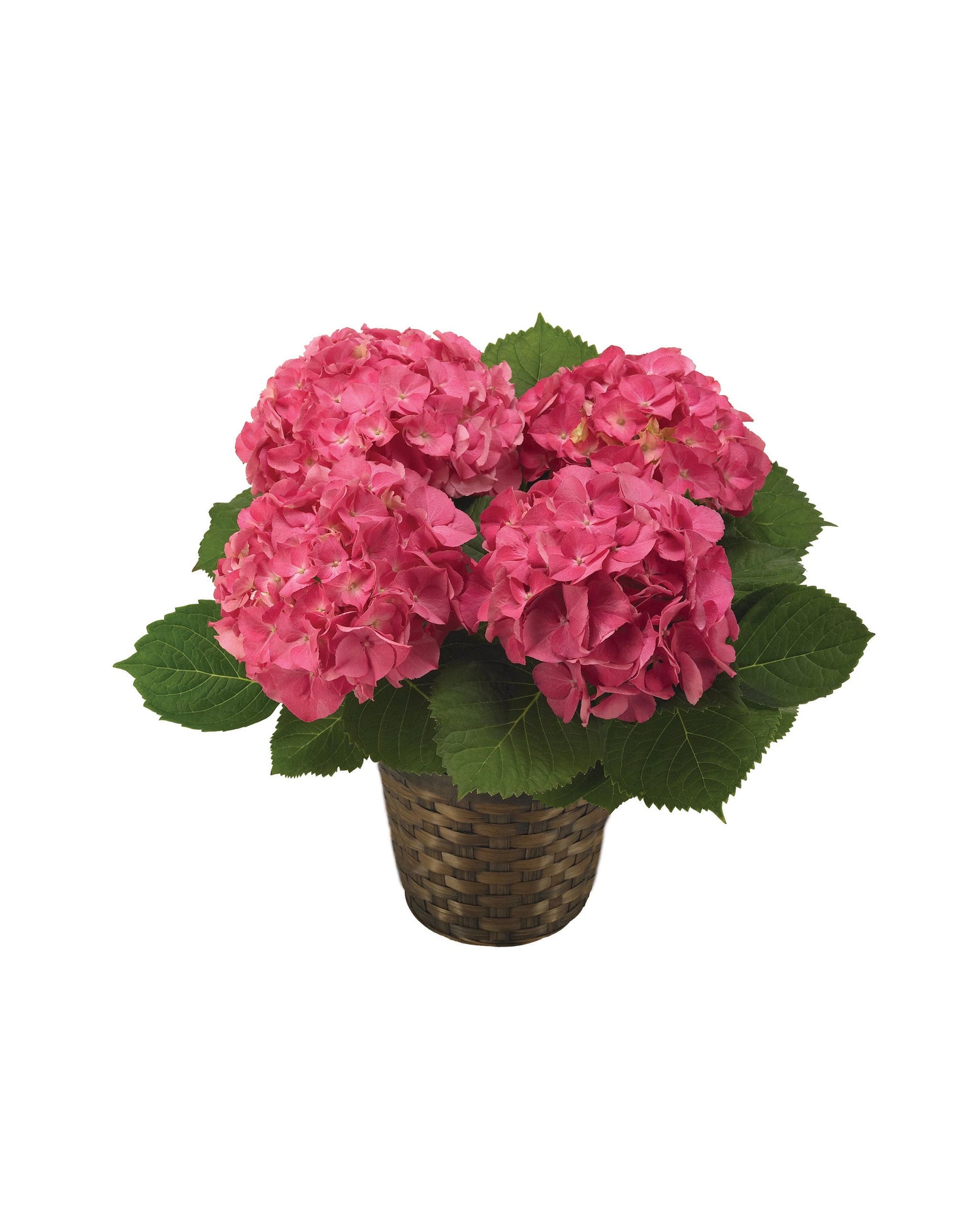 Planta de hortensia rosa
