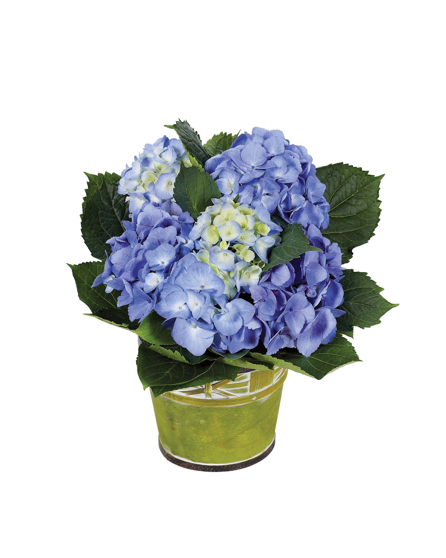 Planta de hortensia azul