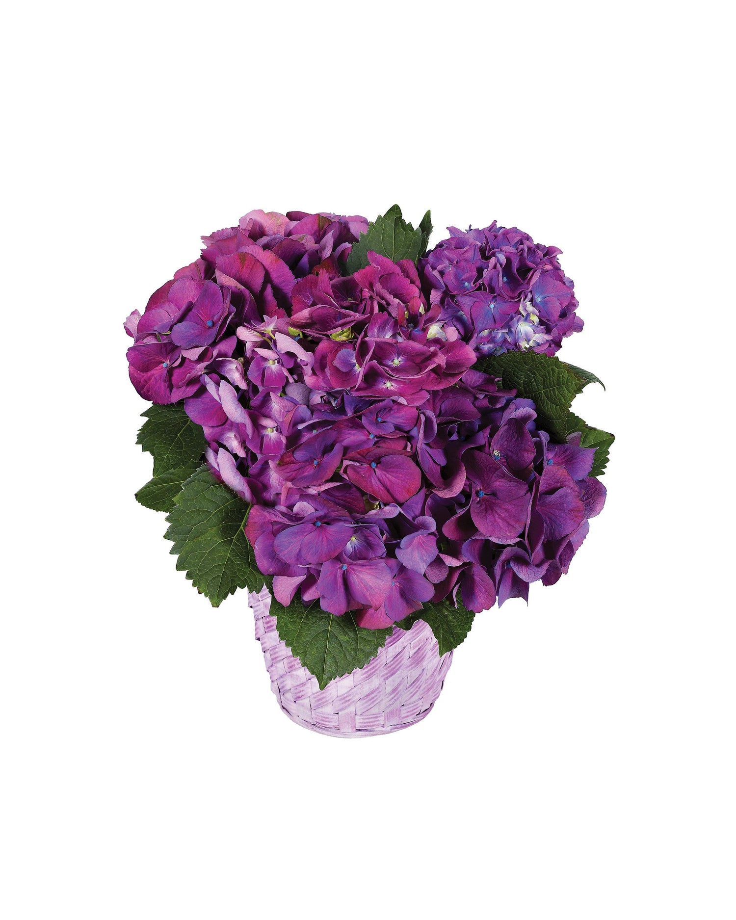 Planta de hortensia morada