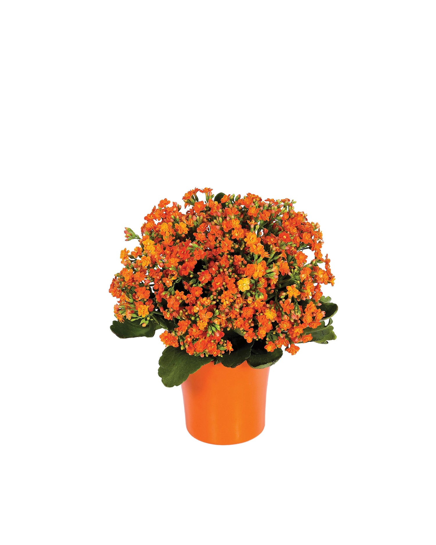 Planta de Kalanchoe naranja