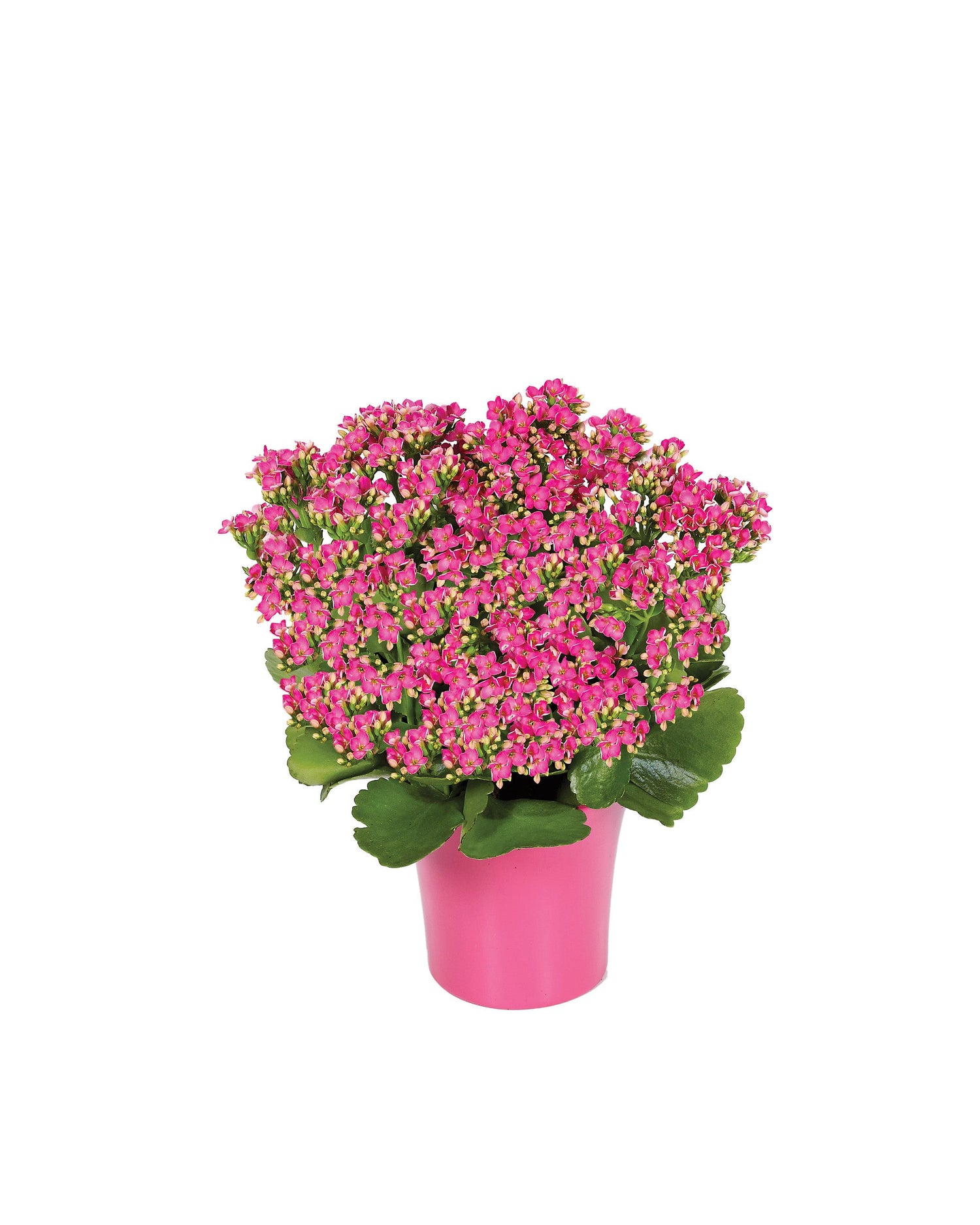 Planta de Kalanchoe rosa