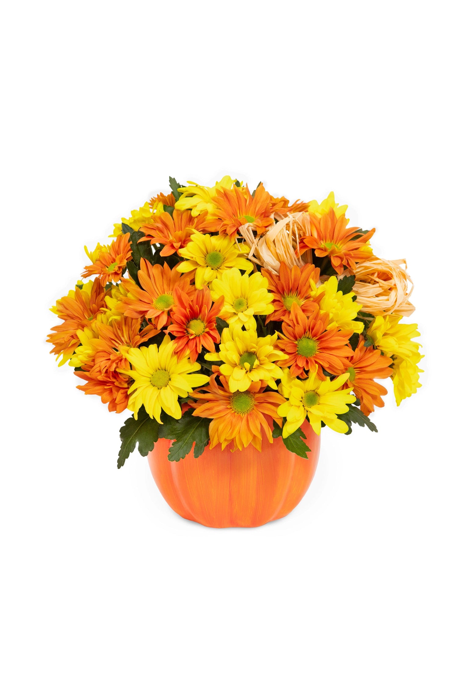 Parche de calabaza Daisy