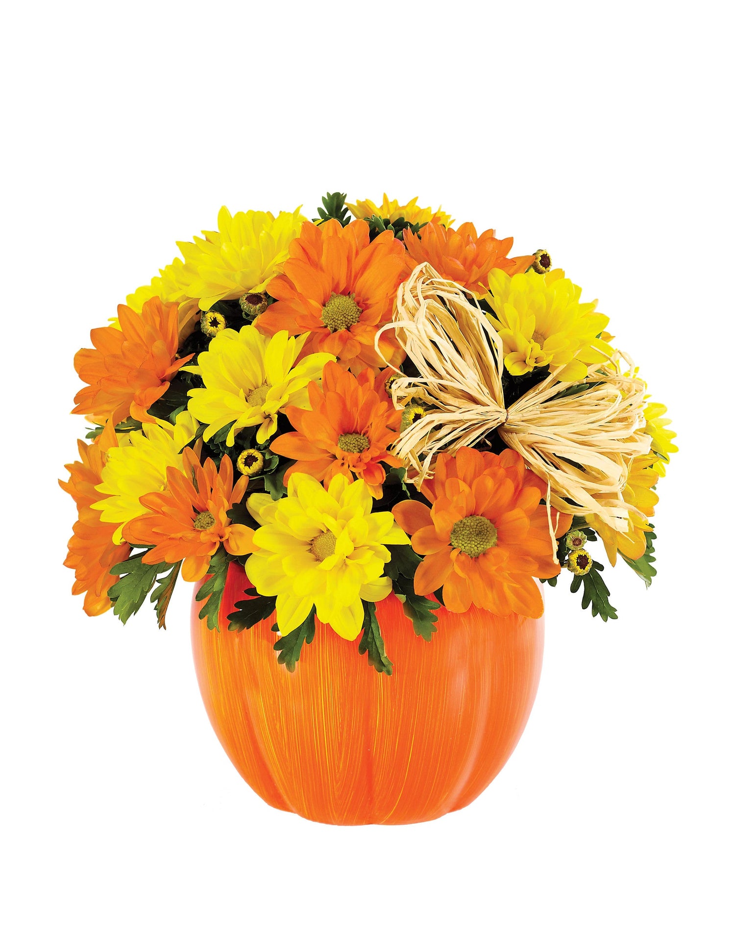 Parche de calabaza Daisy