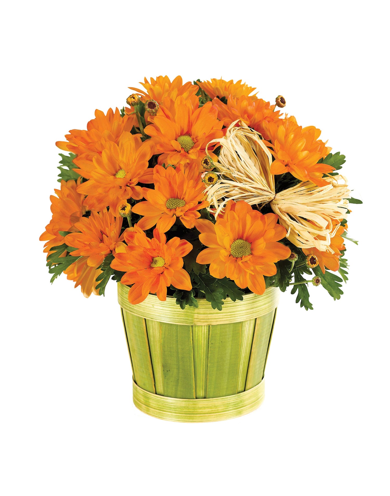 Planta de crisantemo de otoño en jardinera de virutas de madera