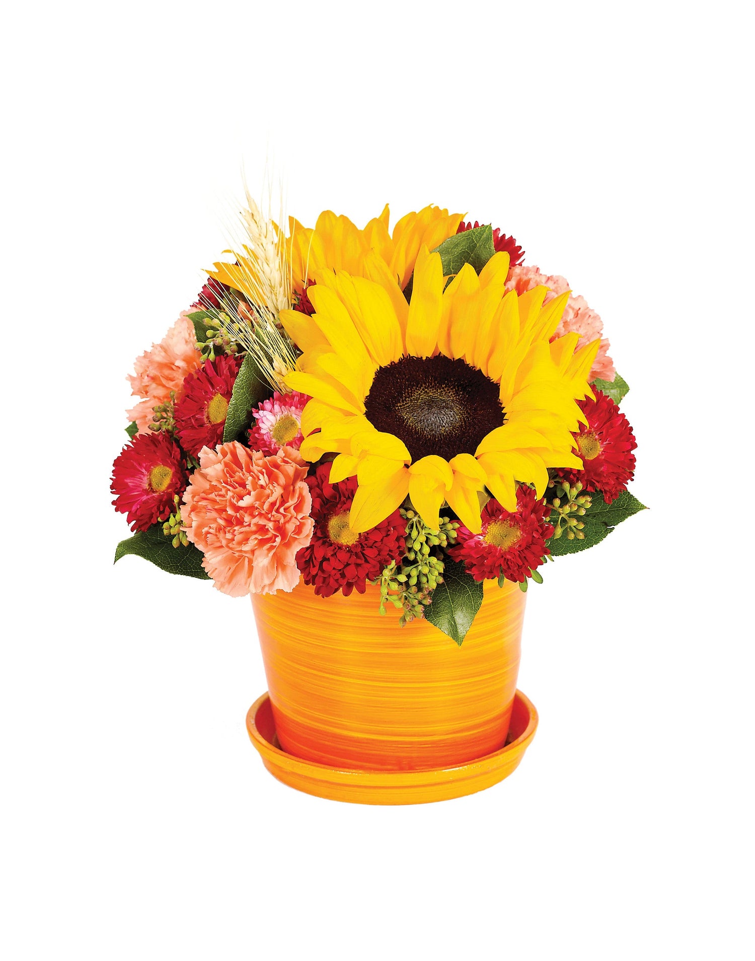 Mon jardin de tournesols