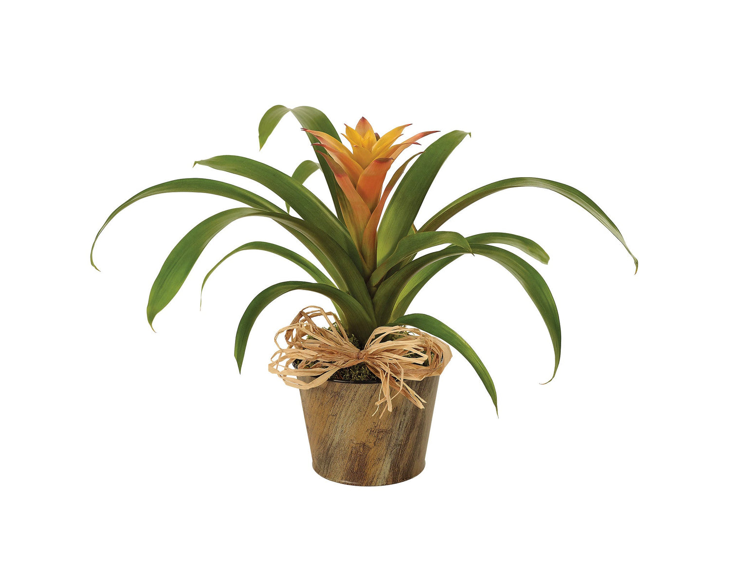 Planta de bromelia del bosque