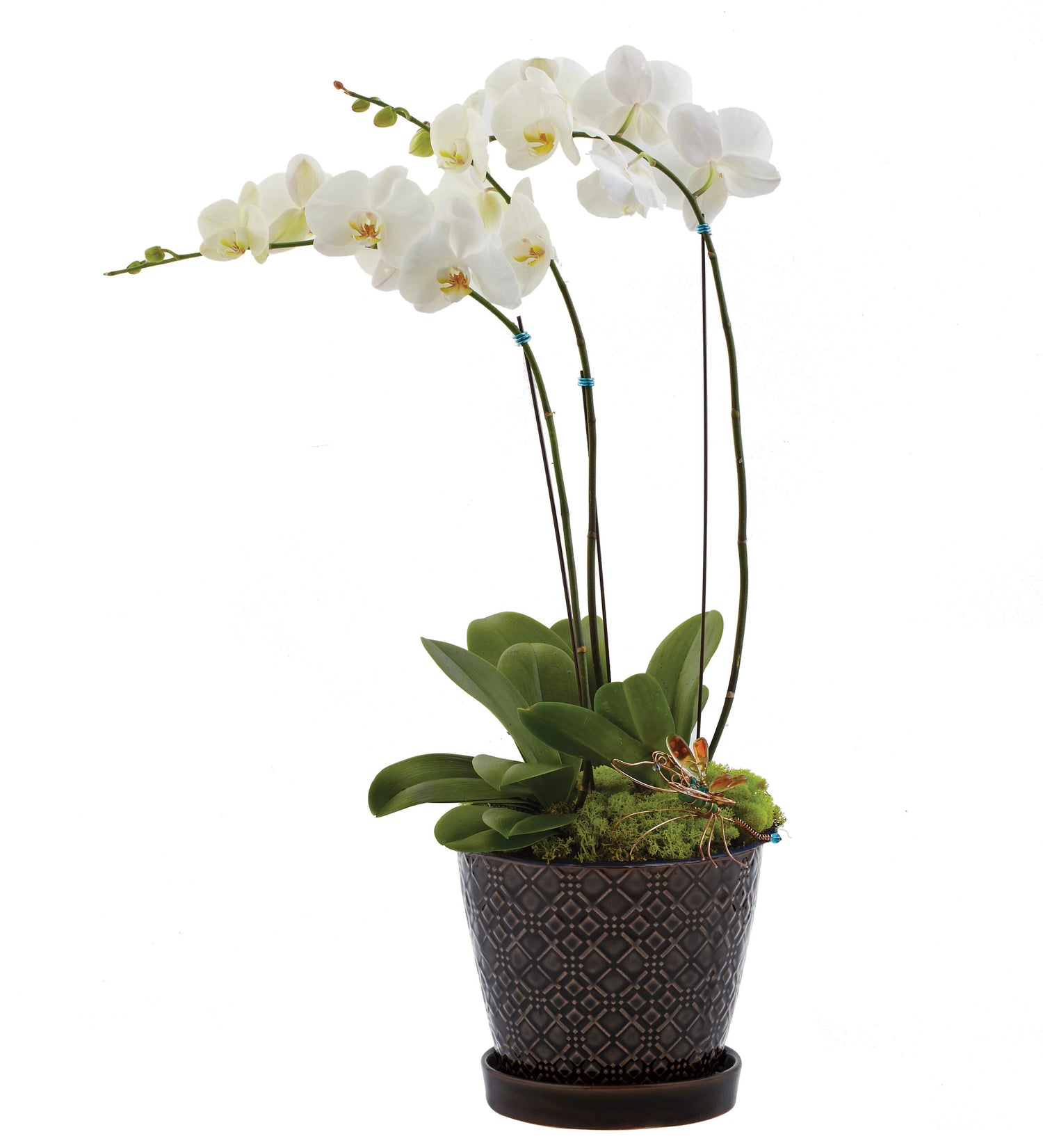 Orquídeas opulentas