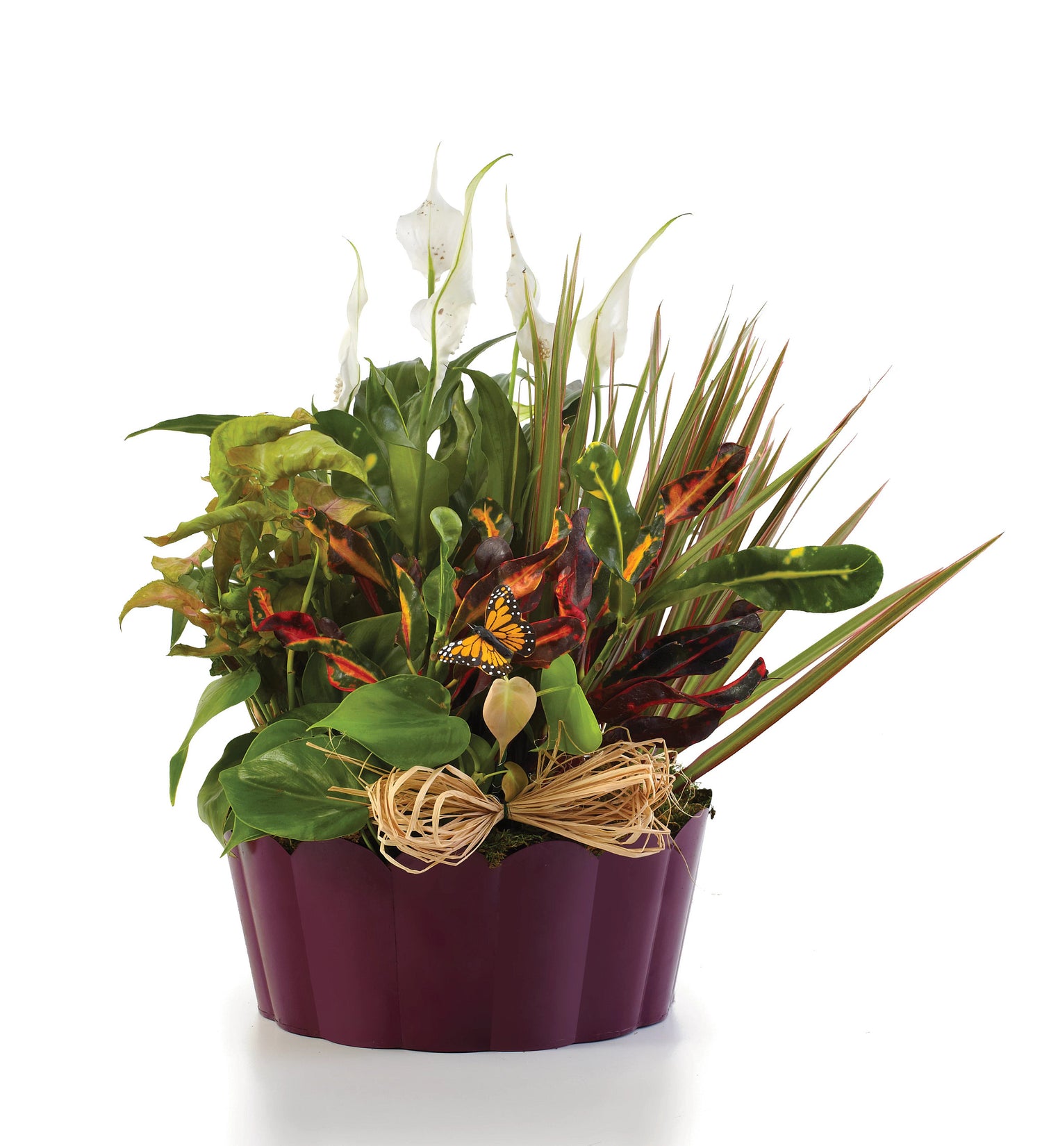 Plantas en abundancia