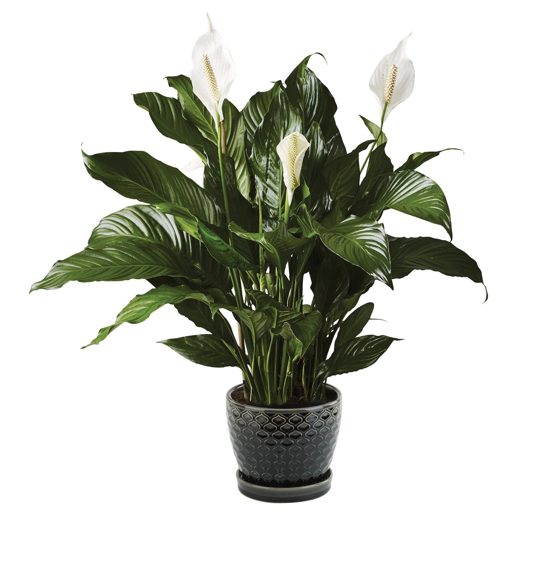 Potted peace lily plant with white flowers and green leaves on a white background