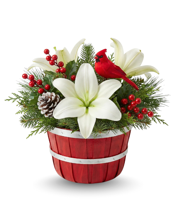 Sorpresa navideña del cardenal en el jardín