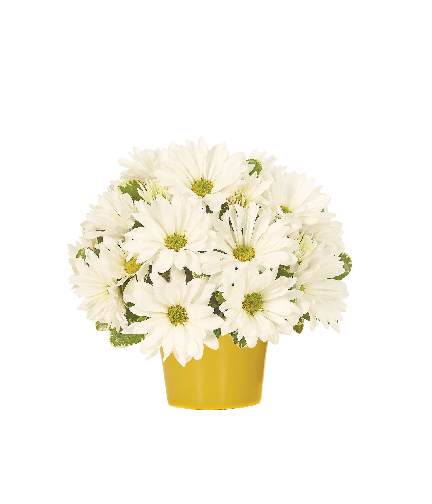 Celebración de la margarita