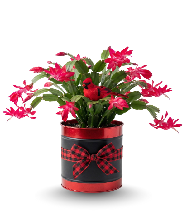 Cactus en maceta con forma de pájaro cantor