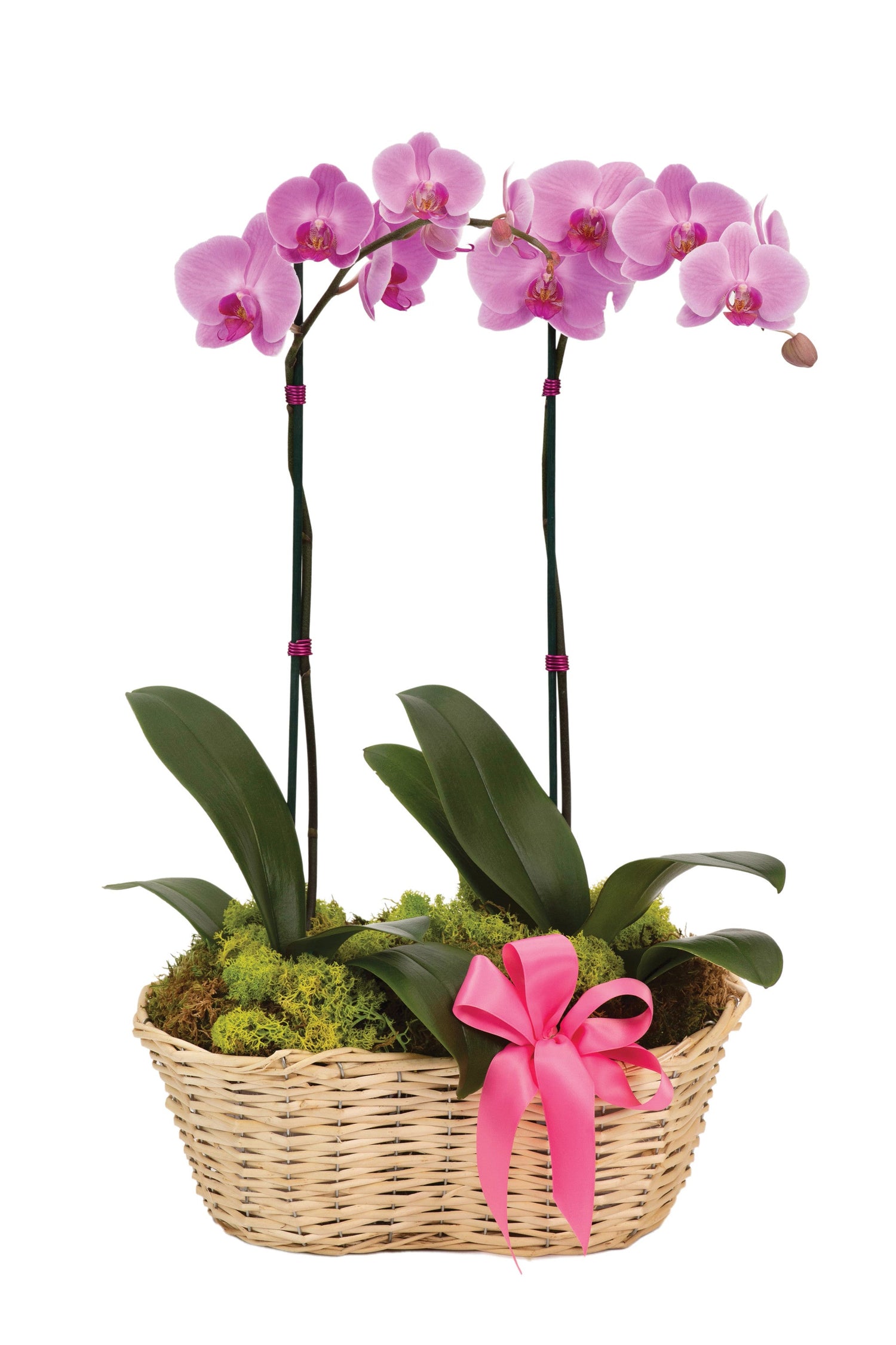 Cesta de orquídeas delicada de lujo