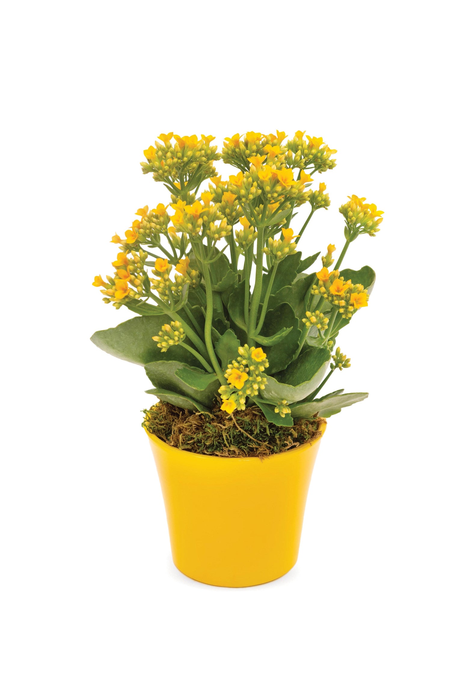Kalanchoe en maceta Fresh Sunshine