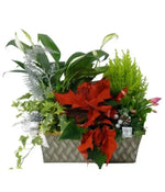 Seasons Greetings Planter Basket bloomexusa
