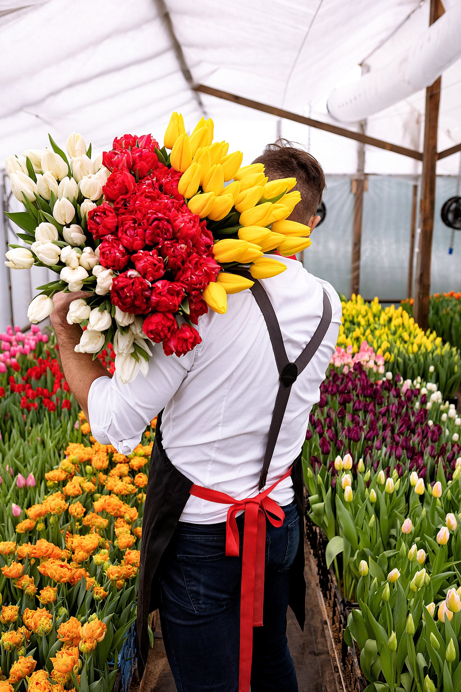Person holding a large bouquet of red, yellow, and white tulips in a greenhouse filled with flowers.