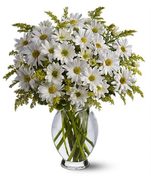 Margaritas blancas clásicas