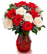 One Dozen Candy Cane Roses bloomexusa