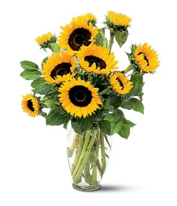 Tournesols ensoleillés