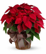 Supreme Poinsettia Basket bloomexusa