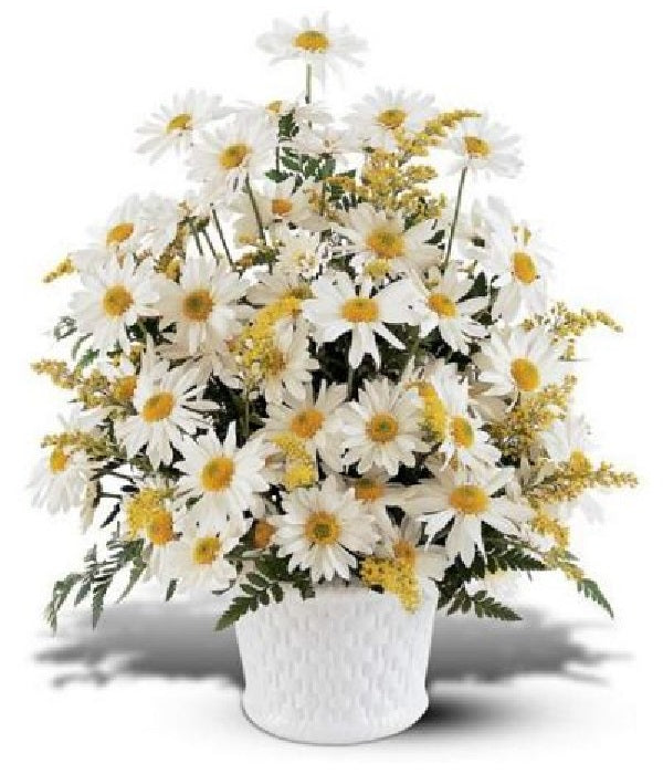 Viaje de las palomas