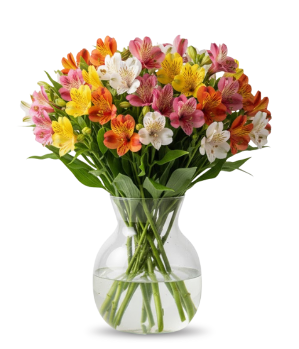 50 Blooms of Alstroemeria