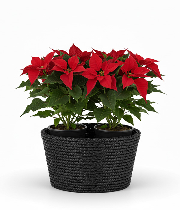 Elegant Poinsettia Basket