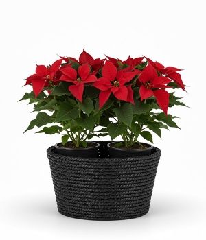 Elegant Poinsettia Basket
