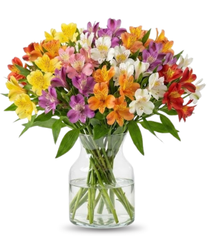 100 Blooms of Peruvian Lilies